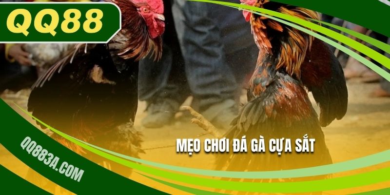 Mẹo vặt cược đá gà cựa sắt